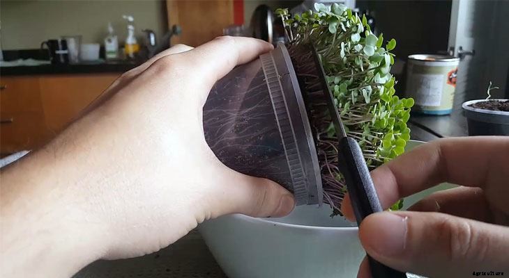 How to Grow Kale Microgreens Fast and Easy