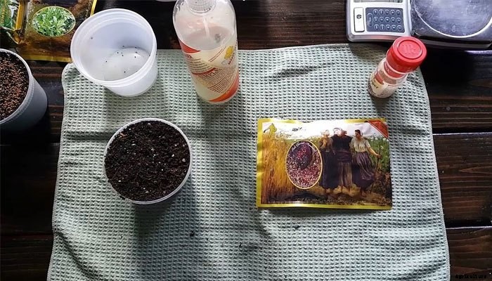 How to Grow Amaranth Microgreens Fast and Easy