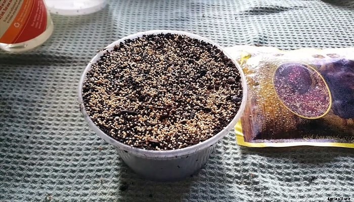 How to Grow Amaranth Microgreens Fast and Easy