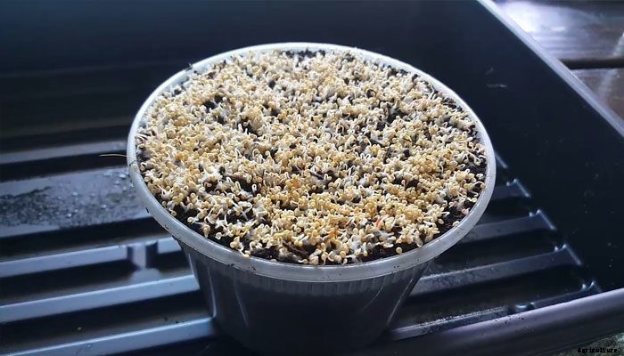 How to Grow Amaranth Microgreens Fast and Easy