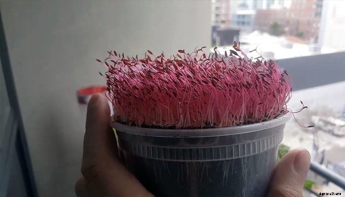 How to Grow Amaranth Microgreens Fast and Easy