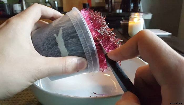 How to Grow Amaranth Microgreens Fast and Easy