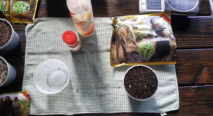 How to Grow Cress Microgreens Fast and Easy