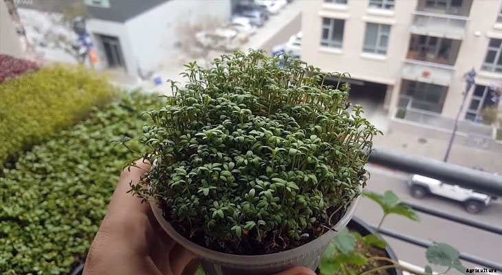 How to Grow Cress Microgreens Fast and Easy
