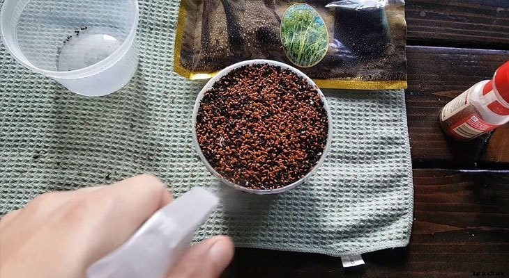 How to Grow Cress Microgreens Fast and Easy