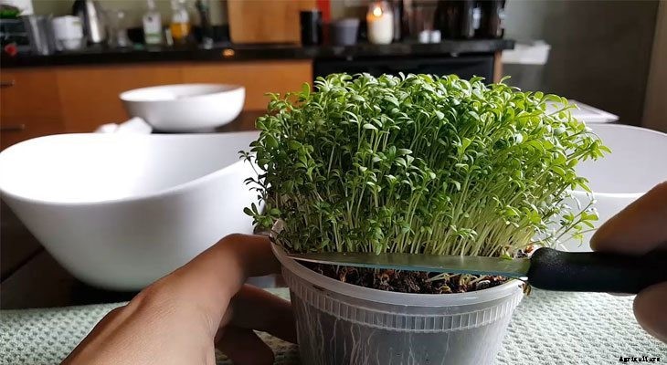 How to Grow Cress Microgreens Fast and Easy