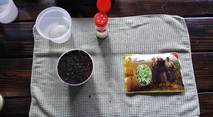 How to Grow Arugula Microgreens Fast and Easy