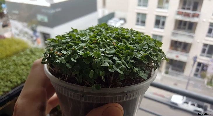 How to Grow Arugula Microgreens Fast and Easy