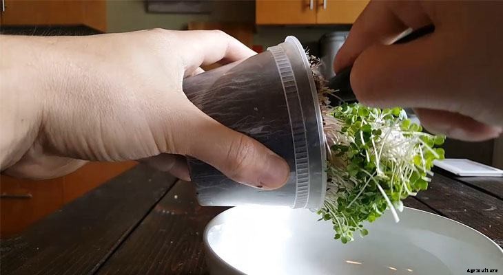 How to Grow Arugula Microgreens Fast and Easy