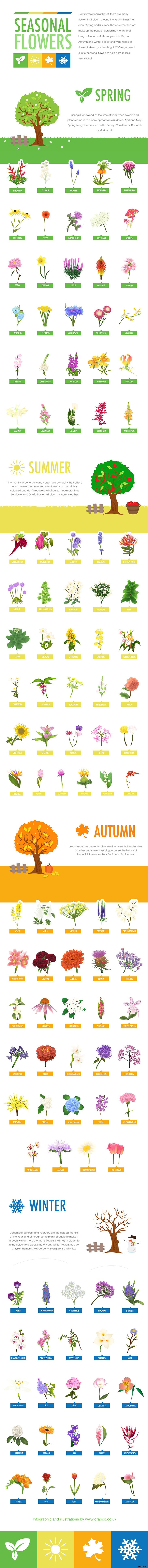 Seasonal Flowers Growing Guide