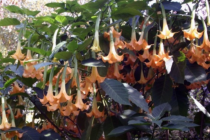 10 Plants That Will Kill You