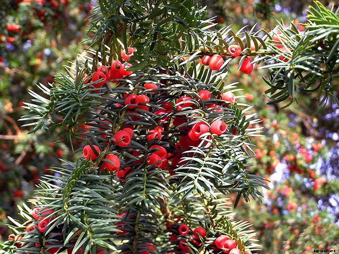 10 Plants That Will Kill You