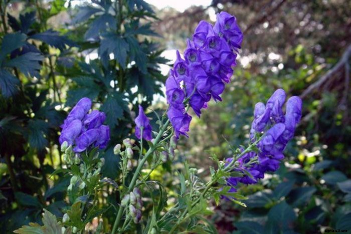 10 Plants That Will Kill You