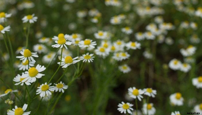 4 Healing Herbs to Grow in a Medicinal Herb Garden