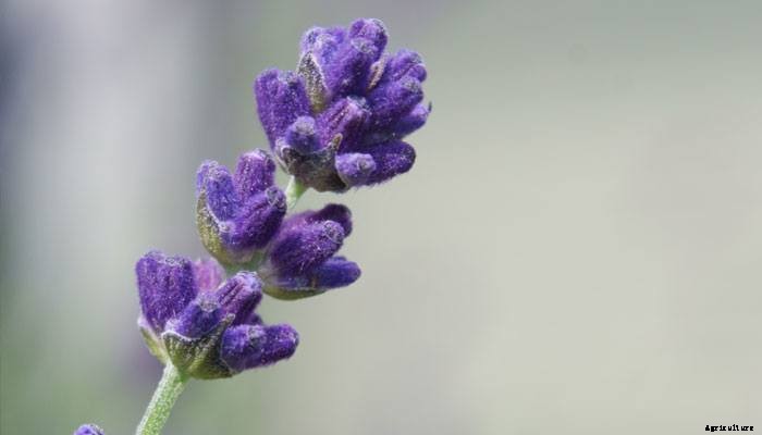 4 Healing Herbs to Grow in a Medicinal Herb Garden