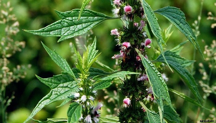 4 Healing Herbs to Grow in a Medicinal Herb Garden