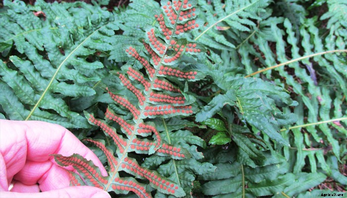 4 Healing Herbs to Grow in a Medicinal Herb Garden