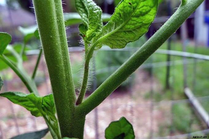 What Do You Do With Tomato Suckers?