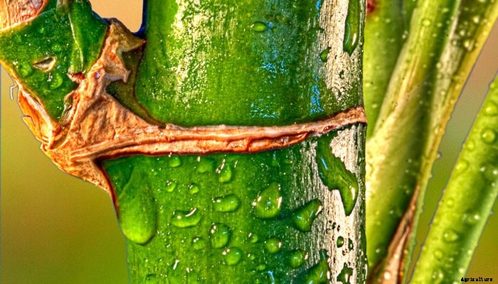 14 Best Indoor Shade Plants for Low-Light Rooms