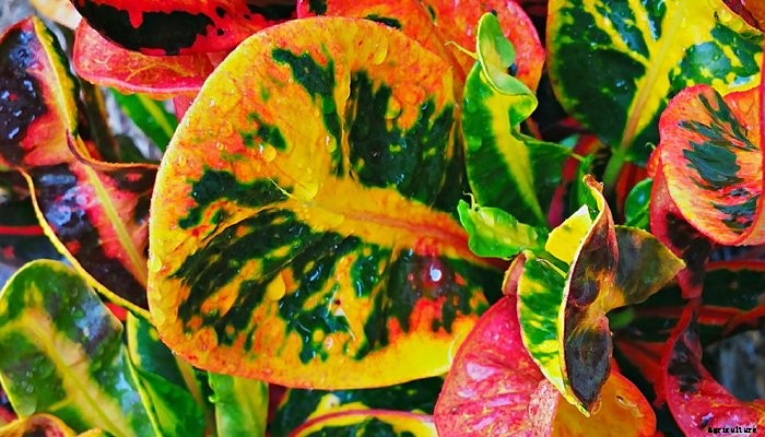 14 Best Indoor Shade Plants for Low-Light Rooms