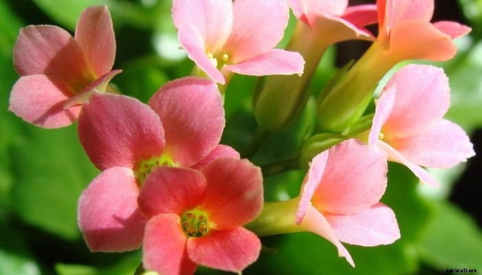 14 Best Indoor Shade Plants for Low-Light Rooms