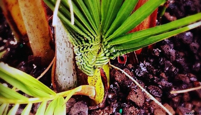 14 Best Indoor Shade Plants for Low-Light Rooms