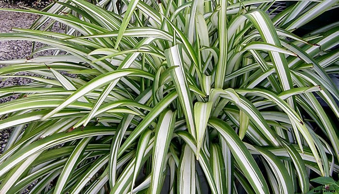 14 Best Indoor Shade Plants for Low-Light Rooms