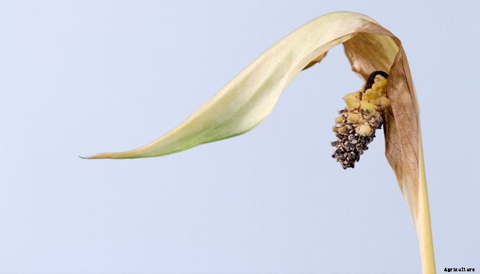 14 Best Indoor Shade Plants for Low-Light Rooms