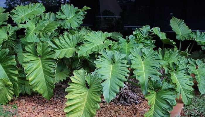 14 Best Indoor Shade Plants for Low-Light Rooms