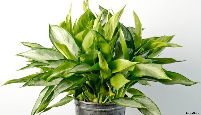 14 Best Indoor Shade Plants for Low-Light Rooms