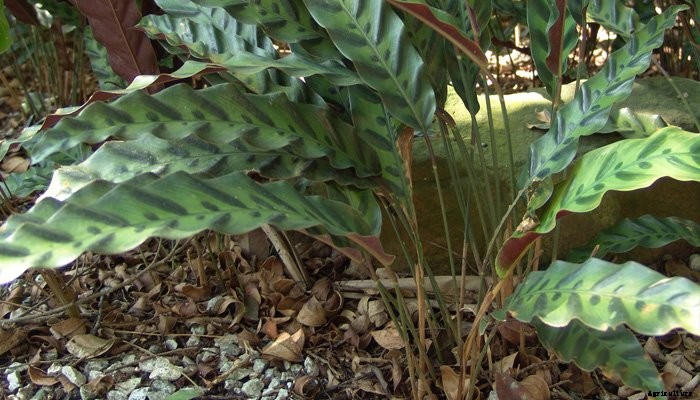 14 Best Indoor Shade Plants for Low-Light Rooms