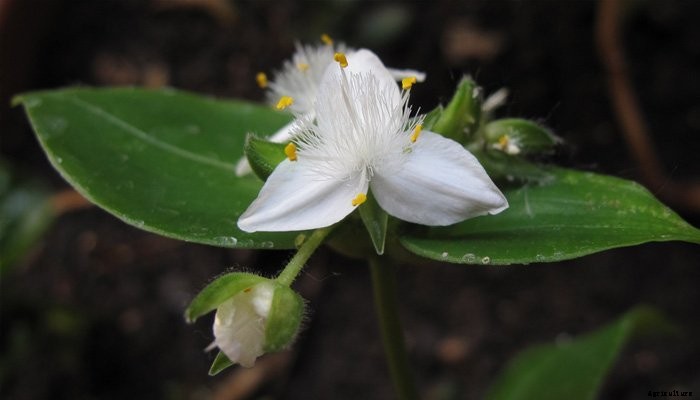 14 Best Indoor Shade Plants for Low-Light Rooms
