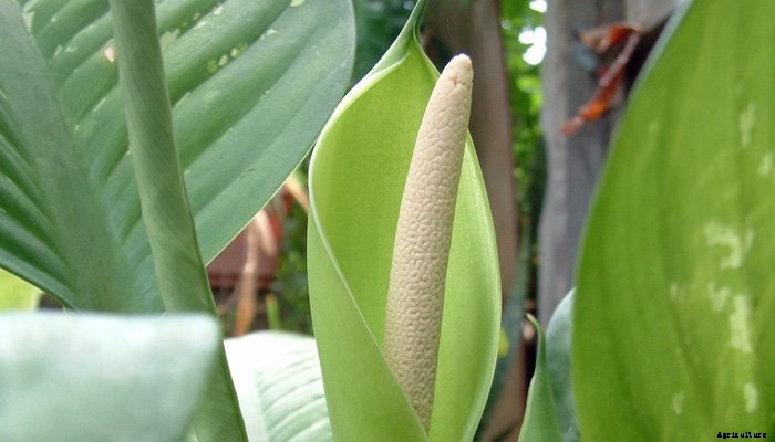 14 Best Indoor Shade Plants for Low-Light Rooms