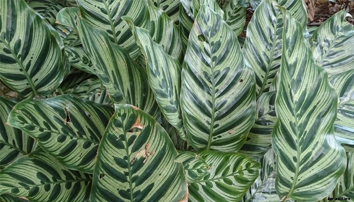 14 Best Indoor Shade Plants for Low-Light Rooms