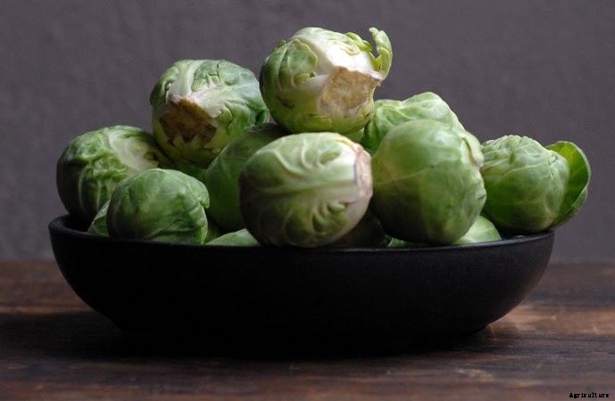 What To Plant In A Fall Garden