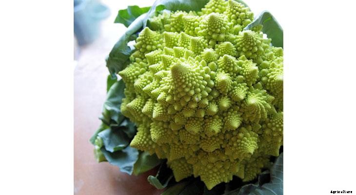 What To Plant In A Fall Garden