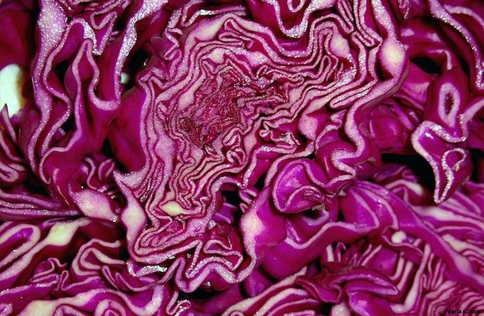 What To Plant In A Fall Garden