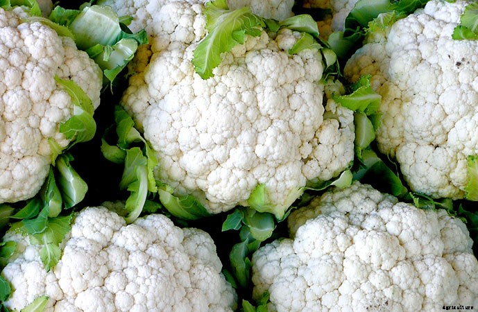 What To Plant In A Fall Garden