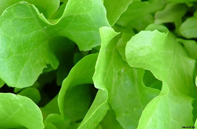 What To Plant In A Fall Garden