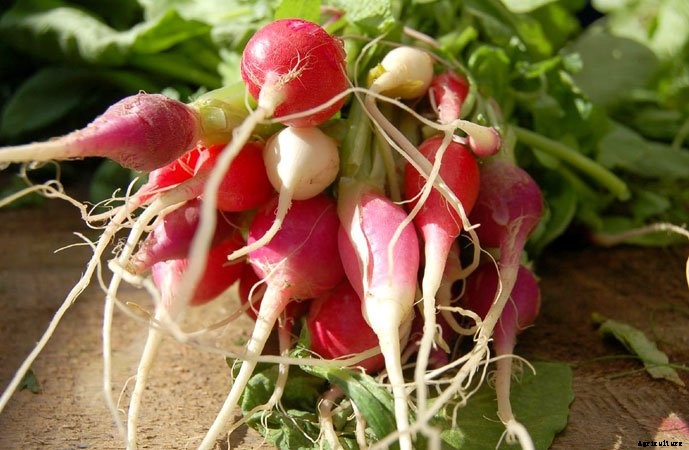 What To Plant In A Fall Garden