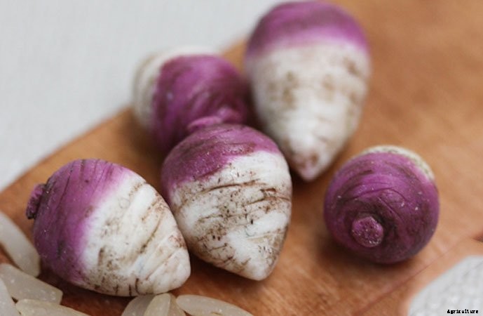 What To Plant In A Fall Garden