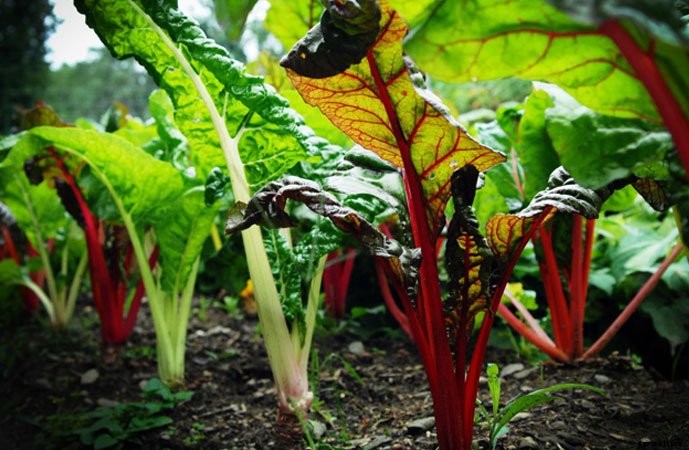 What To Plant In A Fall Garden