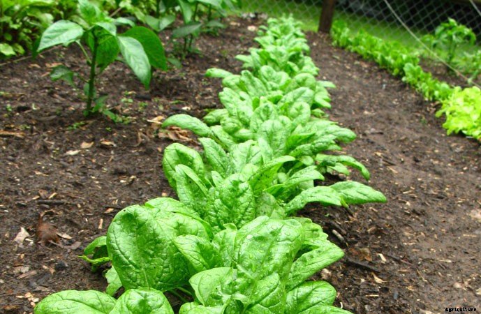 What To Plant In A Fall Garden