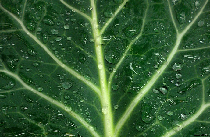 What To Plant In A Fall Garden