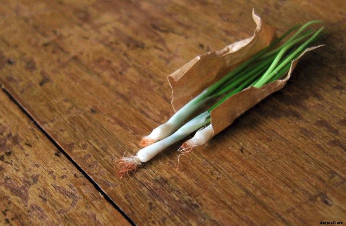 What To Plant In A Fall Garden