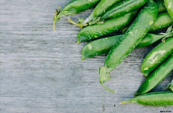 What To Plant In A Fall Garden