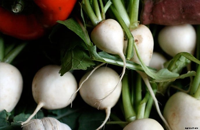 What To Plant In A Fall Garden