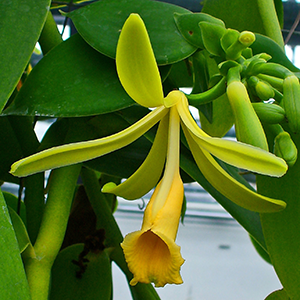 Where Do Vanilla Beans Come From?