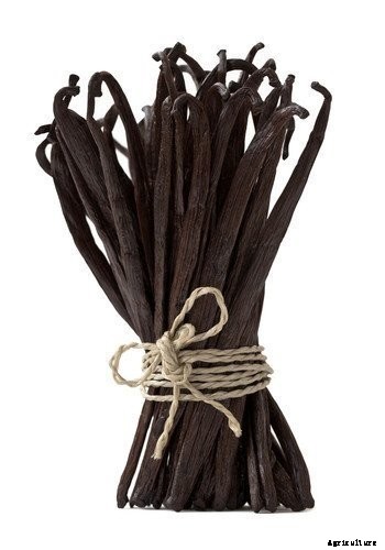 Where Do Vanilla Beans Come From?