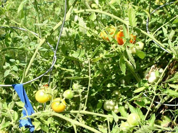 15+ Upcycle Ideas For Your Garden